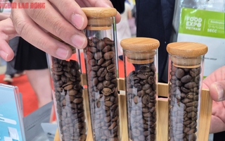 Giá cà phê hôm nay 2-12: Giảm mạnh, hàng trăm nhà mua hàng quốc tế đang quy tụ tại TP HCM