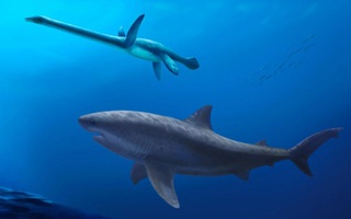 Siêu cá mập "Mega-Predator" lần đầu tiên lộ diện ở Úc