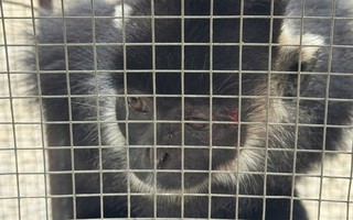 Đã bắt được con vật liên tiếp tấn công người dân ở Quảng Trị 