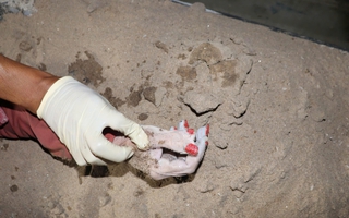 Phát hiện thi thể nữ có 6 ngón tay, sơn màu đỏ trên sông Sài Gòn