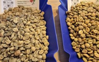 Giá cà phê hôm nay 23-12: Đồng loạt tăng mạnh