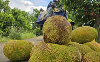 Thêm một loại trái cây phổ biến của Việt Nam được xuất khẩu chính ngạch sang Trung Quốc