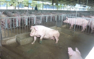 Lo giá thịt heo Tết tăng cao
