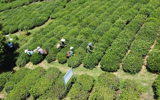 Thông tin mới nhất về vụ gần 500 container chè bị mắc kẹt ở Pakistan