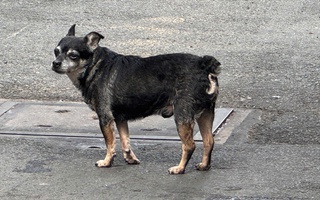 Cấp "căn cước" định danh để giám sát vật nuôi?