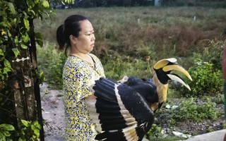 TPHCM: Nhiều loài chim quý hiếm liên tục bay vào nhà dân