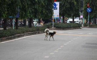 Bất chấp quy định xử phạt, chó thả rông vẫn tràn lan trên phố