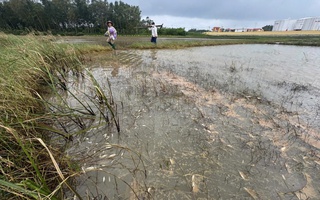 Xác định nguyên nhân tràn dầu ở Quảng Ngãi, khẩn trương khắc phục hậu quả