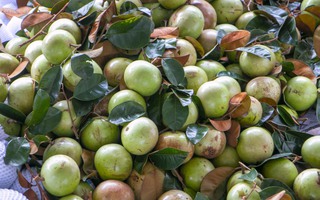 Rộn ràng vú sữa Lò Rèn, nhà vườn "bỏ túi" hàng trăm triệu đồng