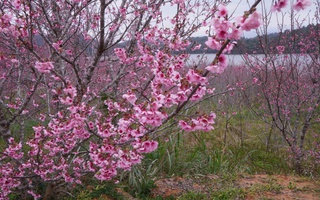 Check-in rừng hoa anh đào Nhật Bản đang nở rộ ở Điện Biên