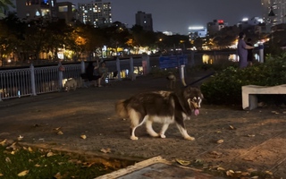 Quá bức xúc trước hình ảnh chó thả rông "nghênh ngang", phóng uế tại TPHCM
