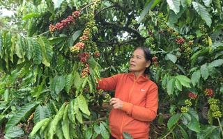 Từ hộ nghèo đến livestream bán hàng khắp mạng xã hội