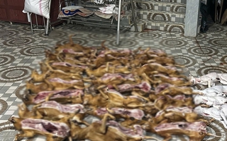 Lật tẩy bí mật bên trong lò giết mổ chó ở TP Đà Nẵng