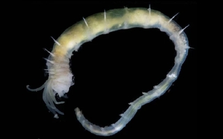 Vỏ Trái Đất rò rỉ, nuôi dưỡng sự sống kỳ lạ giữa băng cháy