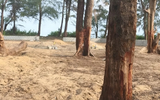 Ai đang “bức tử” rừng phi lao ven biển Quảng Trị?