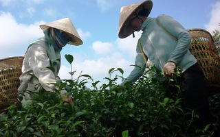 "Giải phóng"gần 500 container chè của Việt Nam bị kẹt ở Pakistan