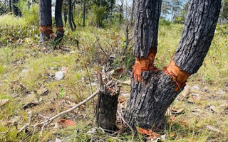 Cây rừng liên tục bị xâm hại, tỉnh Gia Lai chỉ đạo quyết liệt