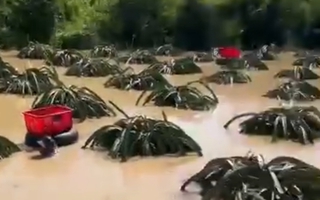 CLIP: Nông dân bám vào ruột xe tải bơi vào vườn thanh long để thu hoạch chạy lũ
