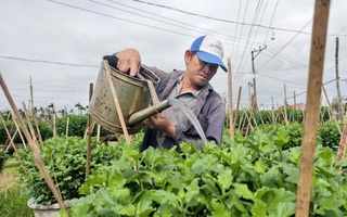 “Thủ phủ” hoa cúc miền Trung đứng ngồi không yên vì thời tiết thất thường