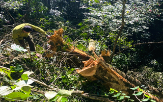 Đốn hạ 3 cây gỗ quý trong rừng đặc dụng ở Thanh Hóa