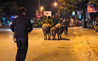 Bắt nhốt hàng loạt “thủ phạm” gây ô nhiễm ở Phong Nha