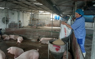 Giá heo hơi nóng trở lại trước Tết
