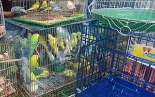Kiểm tra cửa hàng chim cảnh nổi tiếng ở TPHCM, tạm giữ 341 con chim đủ loại