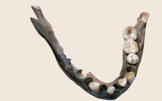 1.400 năm trước vẫn có một nhóm người mang DNA khác hầu hết người hiện đại