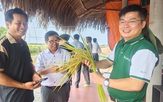 Nông dân trồng lúa tím vỡ òa niềm vui khi lãi chưa từng có