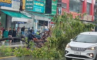 Mưa không lớn nhưng cây xanh bật gốc giữa trung tâm Đà Nẵng