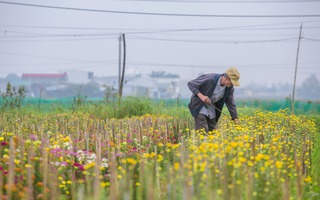 Cuộc thi viết "Tết thời số": Bức tranh xuân trên cánh đồng hoa Dương Nỗ