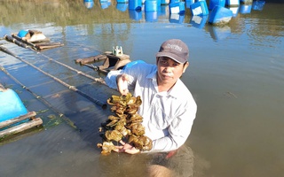 Nâng cao giá trị nguồn lợi hàu biển