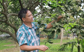 Làm giàu trên mảnh đất cằn cỗi