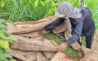 Giá tiêu hôm nay 23-4: Nông dân có bị “ép” giá?