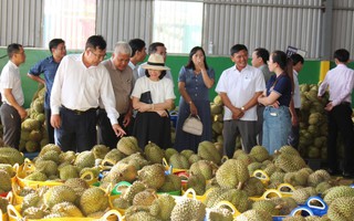 Phát triển sầu riêng trước yêu cầu cao của thị trường xuất khẩu