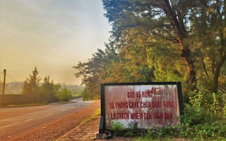 Giữ rừng phòng hộ ven biển
