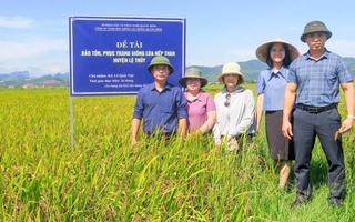 Hồi sinh "hạt ngọc đen" vùng cao