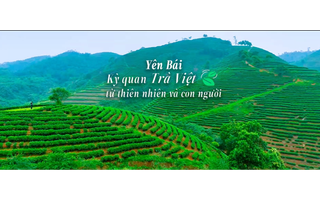 VIDEO: Kỳ quan trà Việt - từ thiên nhiên và con người
