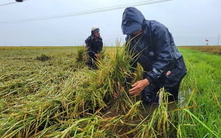 Quảng Bình: Hơn 1.600ha lúa và hoa màu ngập úng, đổ ngã sau mưa lớn