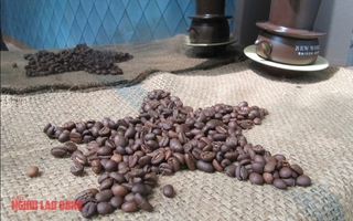 Giá cà phê hôm nay 11-5: Rời xa mốc kỳ vọng