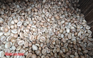 Giá cà phê hôm nay 13-5: Đột ngột lao dốc