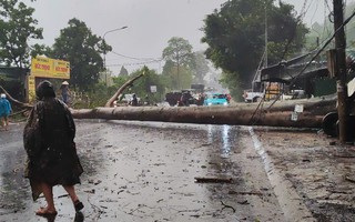 Đắk Lắk: Cổ thụ bật gốc, đè xe cứu thương