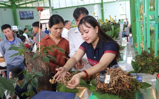 Bộ VH-TT-DL "vinh danh" sâm Ngọc Linh ở Quảng Nam