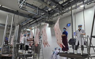 Giá heo hơi hôm nay 15-5: Miền Bắc tăng nhẹ, miền Nam tiếp tục giữ đỉnh
