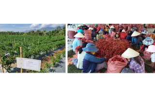 Tập đoàn CJ mở rộng vùng nguyên liệu ớt tại Ninh Thuận