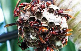 Người đàn ông tử vong vì bị ong vò vẽ đốt khi đi câu cá