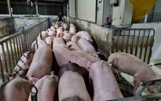Giá heo hơi hôm nay 19-5: Tăng cục bộ, thị trường chờ đợt sóng mới?