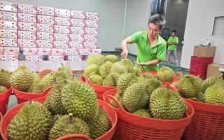 Nghị định thư xuất sầu riêng sang Trung Quốc sắp hết hạn, Hiệp hội gửi "tâm thư" tới Bộ trưởng