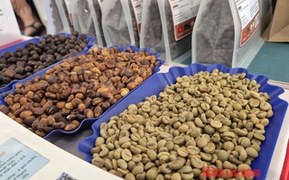 Giá cà phê hôm nay 20-5: Lấy lại đà tăng, kỳ hạn Robusta tăng 3 con số