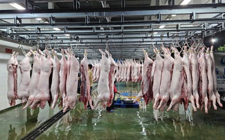 Giá heo hơi hôm nay, 20-5: Miền Trung giảm nhẹ, miền Nam giữ mức cao nhất nước